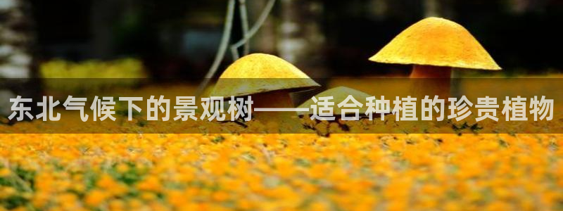 新宝gg返点模式