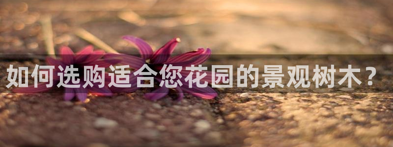 新宝gg 金苹果