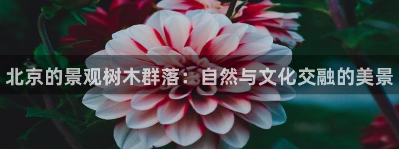 新宝gg登陆