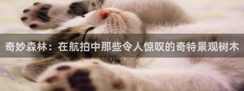 j新宝GG：奇妙森林：在航拍中那些令人惊叹的奇特景观树木