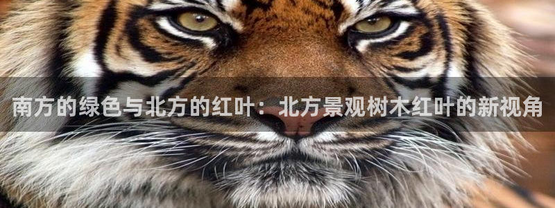 新宝gg开户流程