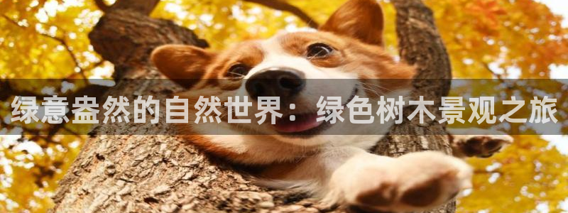 新宝Gg测速地址