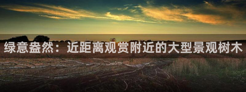 新宝gg代理条件