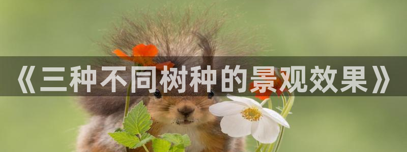 新宝gg提点：《三种不同树种的景观效果》