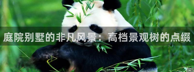 新宝GG无法充值