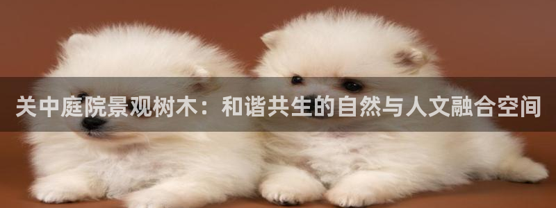 新宝gg玩法：关中庭院景观树木：和谐共生的自然与人文融合空间