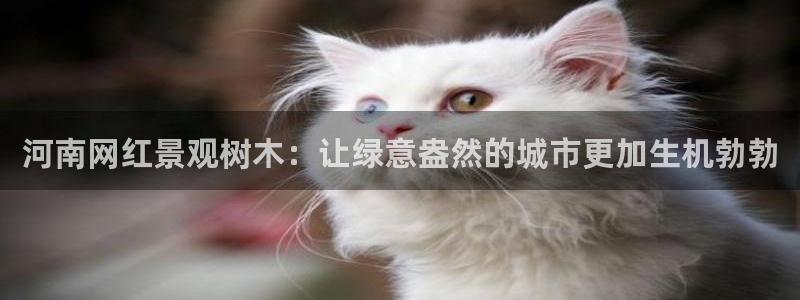 创造奇迹新宝gg
