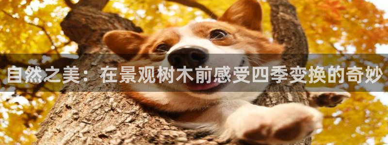 新宝gg申请账号