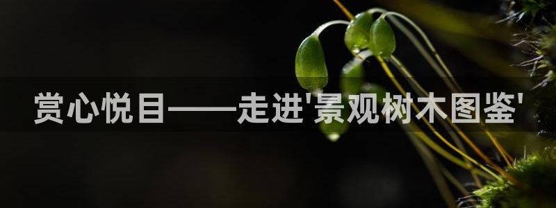 新宝gg官方下载：赏心悦目——走进\'景观树木图鉴\'