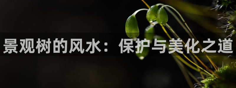 新宝gg娱乐登录地址：景观树的风水：保护与美化之道